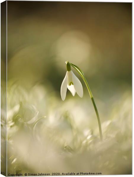 snowdrop, head above the rest Canvas Print by Simon Johnson
