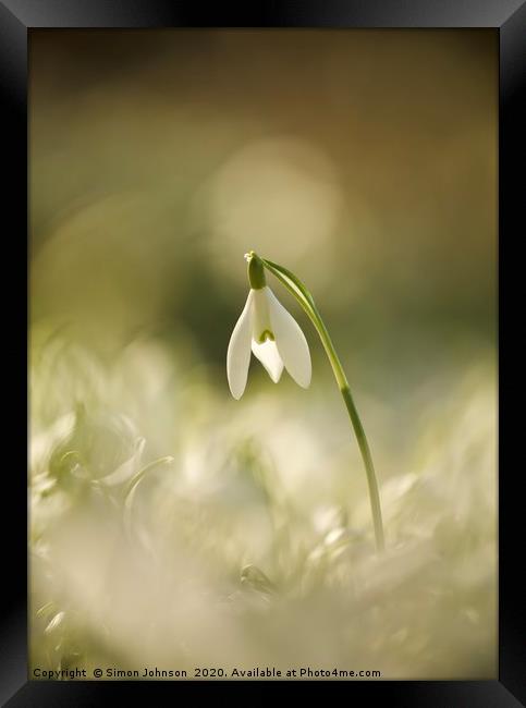 snowdrop, head above the rest Framed Print by Simon Johnson
