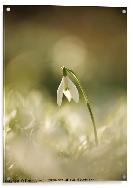 snowdrop, head above the rest Acrylic by Simon Johnson