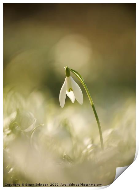 snowdrop, head above the rest Print by Simon Johnson