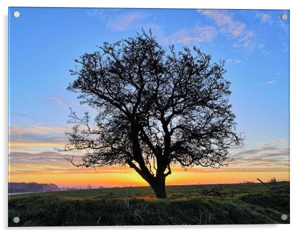 My Favourite Tree At Sunrise Acrylic by Shoot Creek