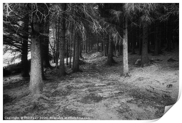 Into the woods... Print by Phil Reay