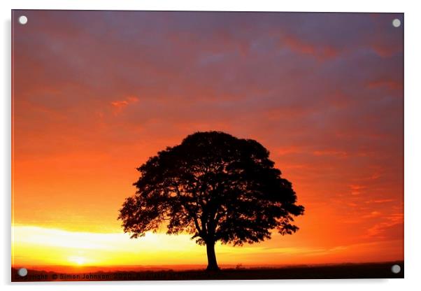 Isolated tree at Sunrise Acrylic by Simon Johnson