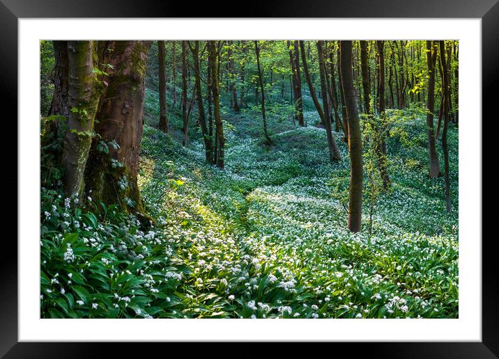 Woodland full of white wild garlic flowers Framed Mounted Print by Andrew Kearton