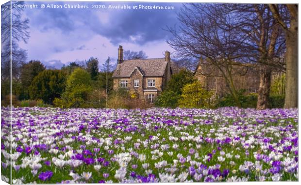 Crocus Cottage Canvas Print by Alison Chambers
