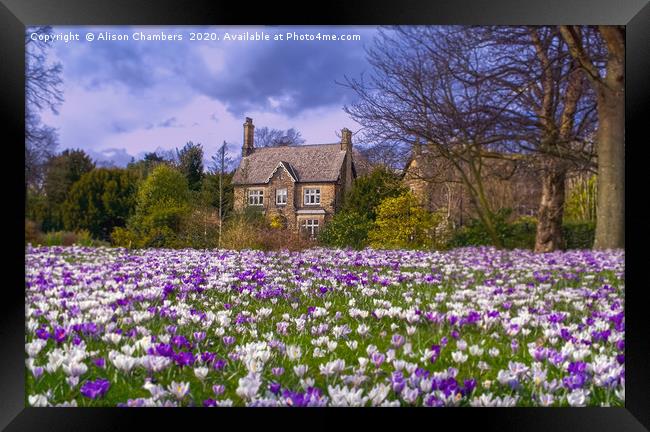 Crocus Cottage Framed Print by Alison Chambers