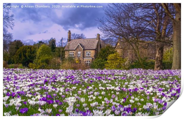 Crocus Cottage Print by Alison Chambers