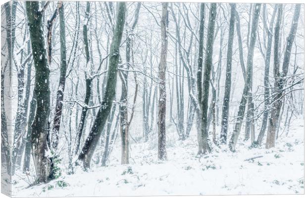 In the snowy woods Canvas Print by Andrew Kearton