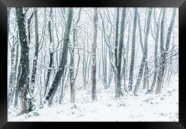 In the snowy woods Framed Print by Andrew Kearton