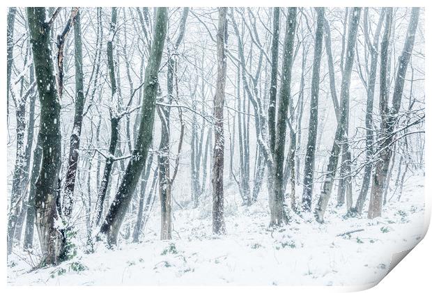 In the snowy woods Print by Andrew Kearton