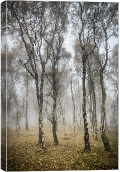 Silver Birch trees in misty autumn woodland Canvas Print by Andrew Kearton