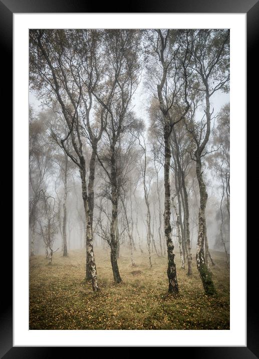 Silver Birch trees in misty autumn woodland Framed Mounted Print by Andrew Kearton