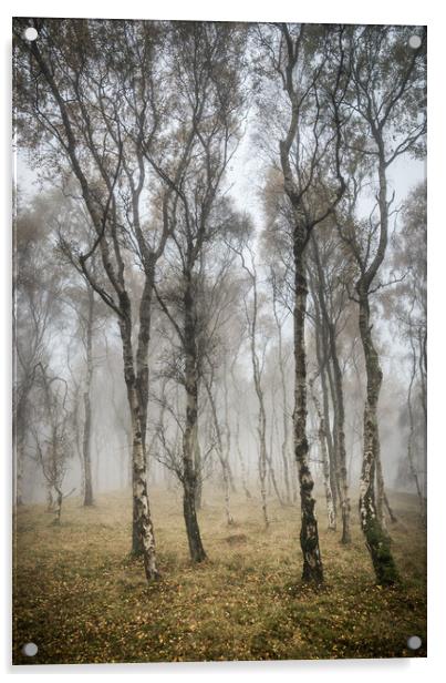 Silver Birch trees in misty autumn woodland Acrylic by Andrew Kearton