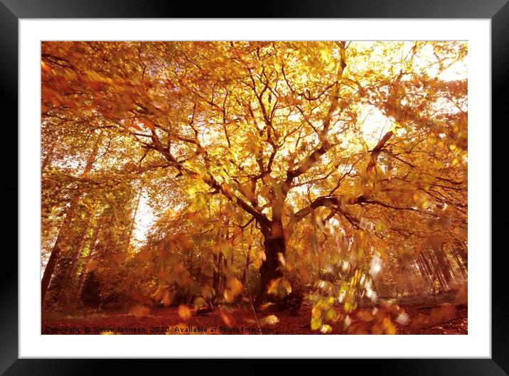 Autumn woodland, wind and sun Framed Mounted Print by Simon Johnson