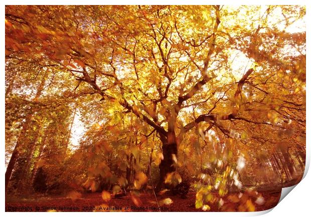 Autumn woodland, wind and sun Print by Simon Johnson