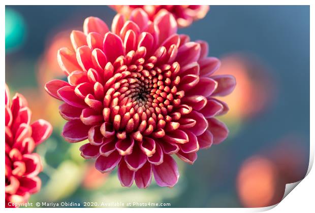 Pink chrysanthemums close up in autumn Sunny day. Print by Mariya Obidina