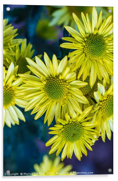 Yellow chrysanthemums close up in autumn Sunny day Acrylic by Mariya Obidina