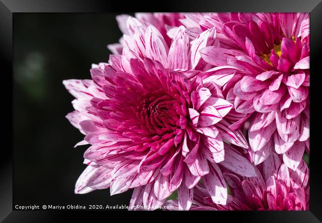 Pink chrysanthemums close up in autumn Sunny day Framed Print by Mariya Obidina