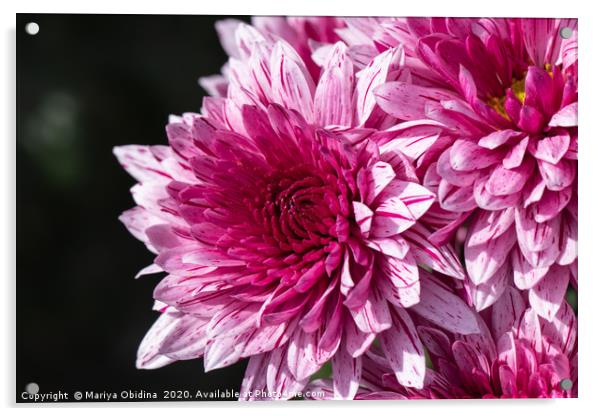 Pink chrysanthemums close up in autumn Sunny day Acrylic by Mariya Obidina