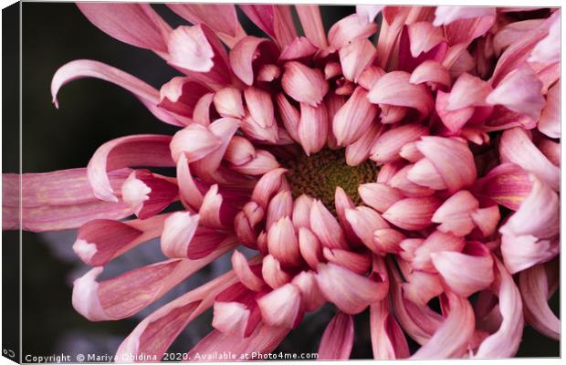 The texture of the flower of pink chrysanthemum Canvas Print by Mariya Obidina