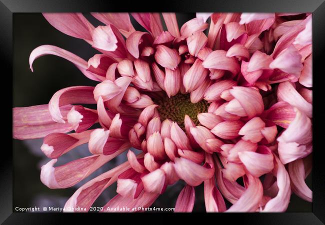 The texture of the flower of pink chrysanthemum Framed Print by Mariya Obidina
