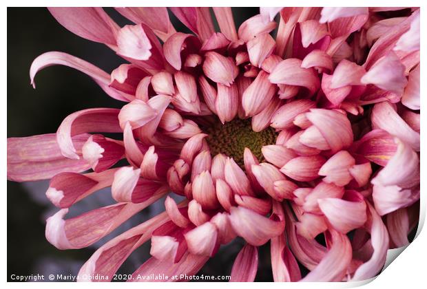 The texture of the flower of pink chrysanthemum Print by Mariya Obidina