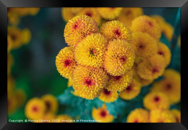Yellow chrysanthemums close up in autumn Sunny day Framed Print by Mariya Obidina