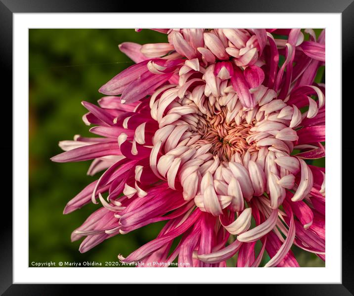 Pink chrysanthemums close up  Framed Mounted Print by Mariya Obidina