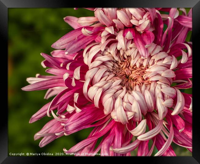 Pink chrysanthemums close up  Framed Print by Mariya Obidina