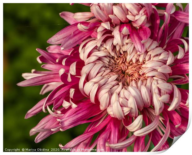 Pink chrysanthemums close up  Print by Mariya Obidina