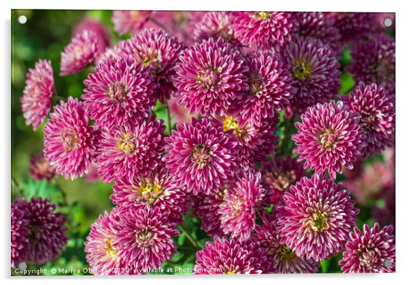 Pink chrysanthemums close up Acrylic by Mariya Obidina