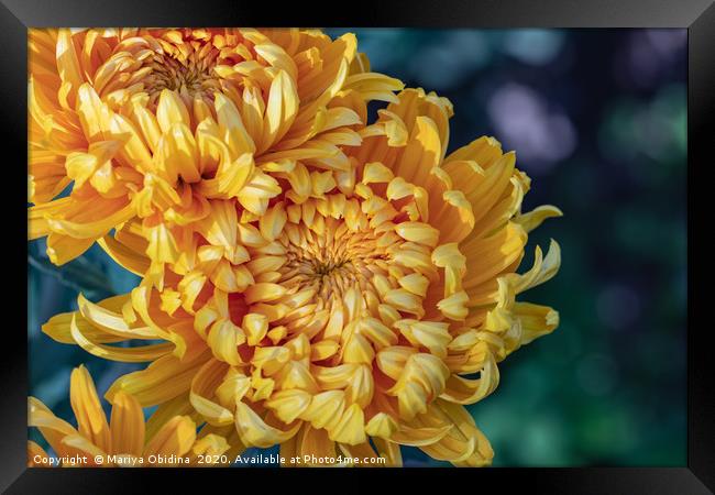 Yellow chrysanthemums close up Framed Print by Mariya Obidina