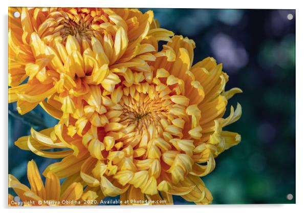 Yellow chrysanthemums close up Acrylic by Mariya Obidina