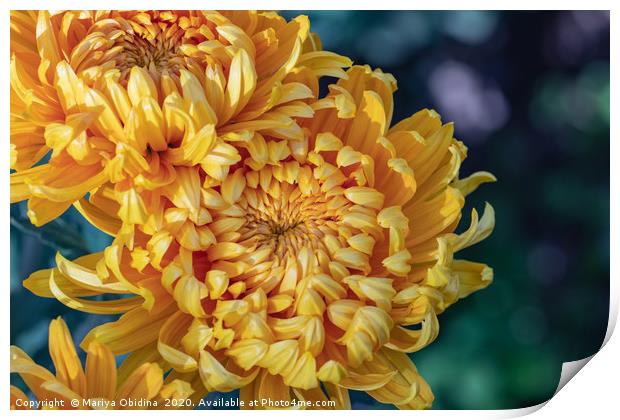Yellow chrysanthemums close up Print by Mariya Obidina