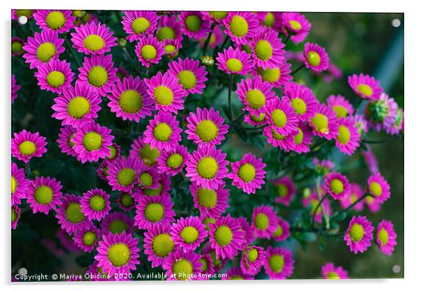 Pink chrysanthemums  Acrylic by Mariya Obidina