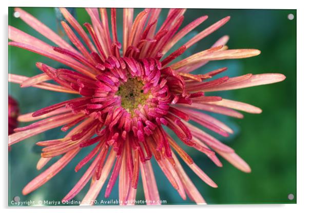 Red chrysanthemum close up Acrylic by Mariya Obidina