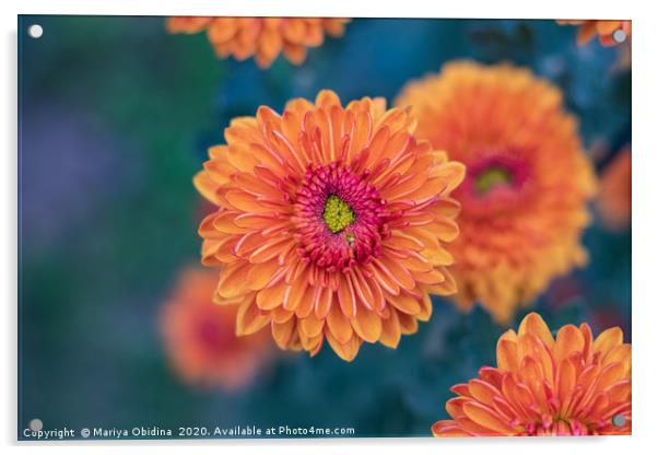 Orange chrysanthemums close up Acrylic by Mariya Obidina