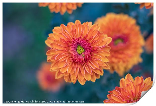Orange chrysanthemums close up Print by Mariya Obidina