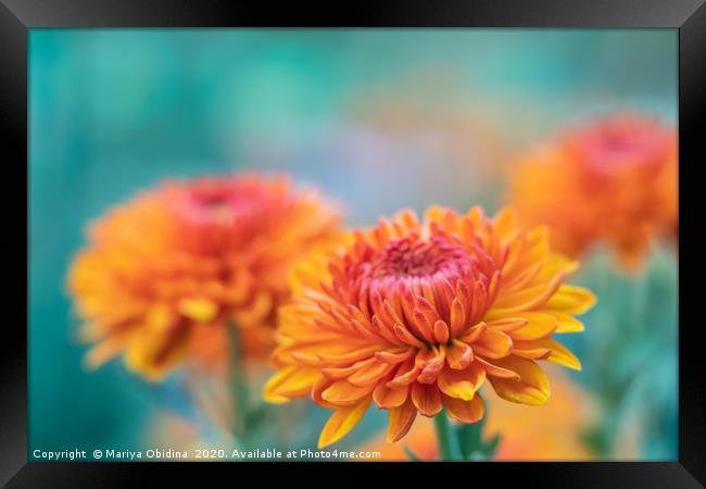 Orange chrysanthemums close up Framed Print by Mariya Obidina