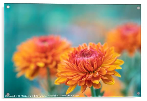 Orange chrysanthemums close up Acrylic by Mariya Obidina