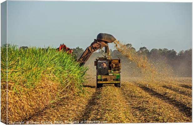 Harvesting The Cane Fields Canvas Print by Shaun Carling