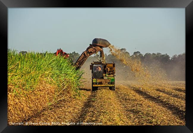 Harvesting The Cane Fields Framed Print by Shaun Carling