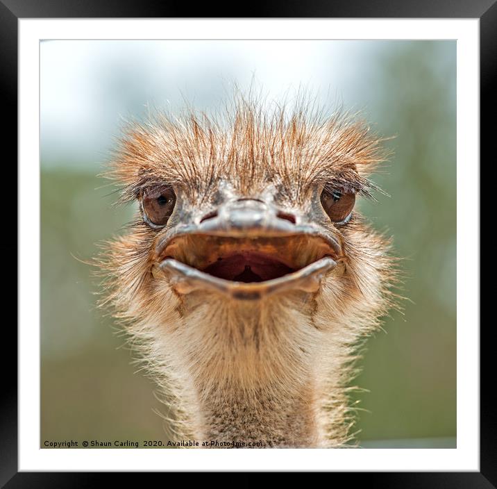 Ozzie Ostrich Framed Mounted Print by Shaun Carling