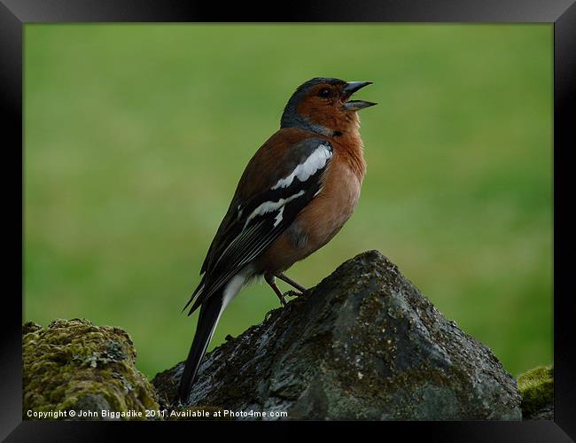 Happy Chaffinch Framed Print by John Biggadike