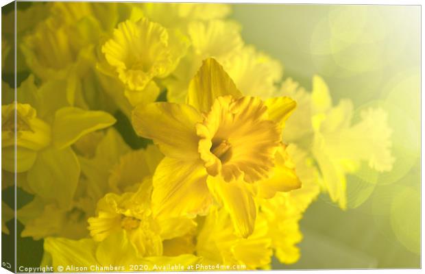 Narcissus Heaven Canvas Print by Alison Chambers