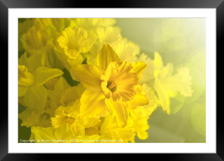 Narcissus Heaven Framed Mounted Print by Alison Chambers