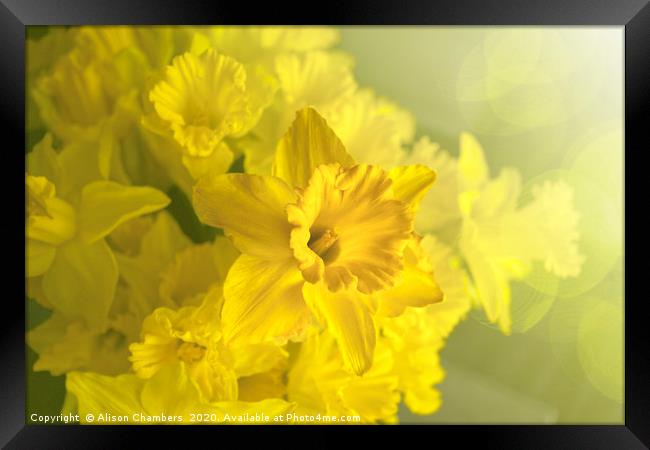Narcissus Heaven Framed Print by Alison Chambers