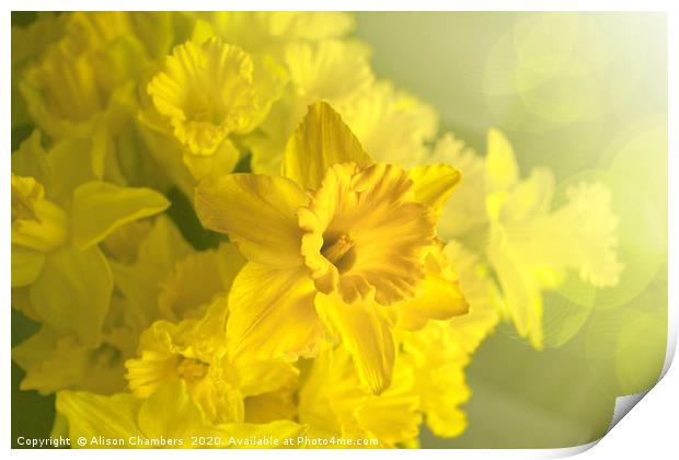 Narcissus Heaven Print by Alison Chambers