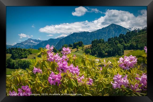 Rhododendrons in The Alps Framed Print by Viv Thompson