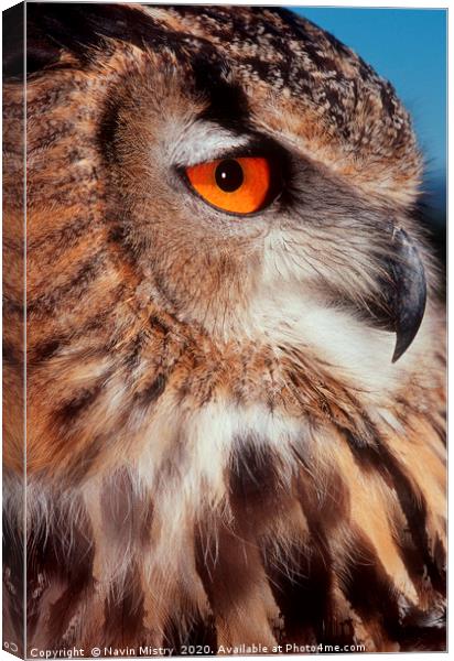 Portrait of a European Eagle Owl  Canvas Print by Navin Mistry
